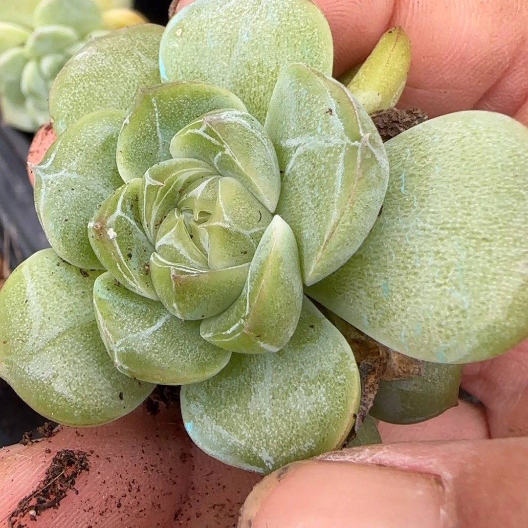 小卡拉米糖心一物一拍
