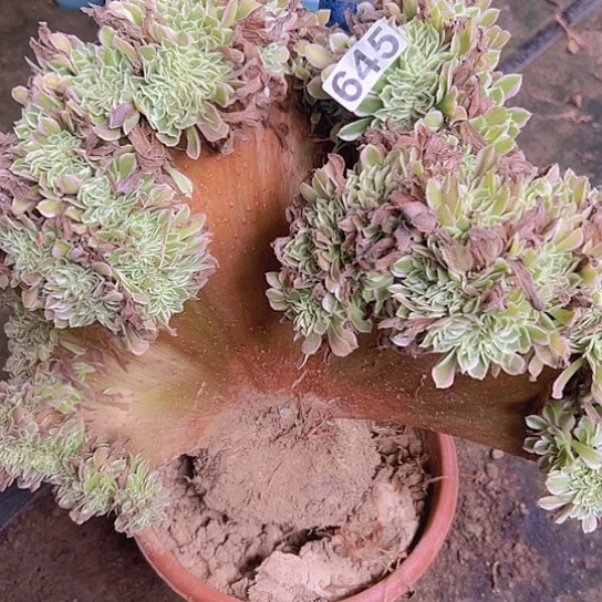 大***宿一颗多肉法师植物