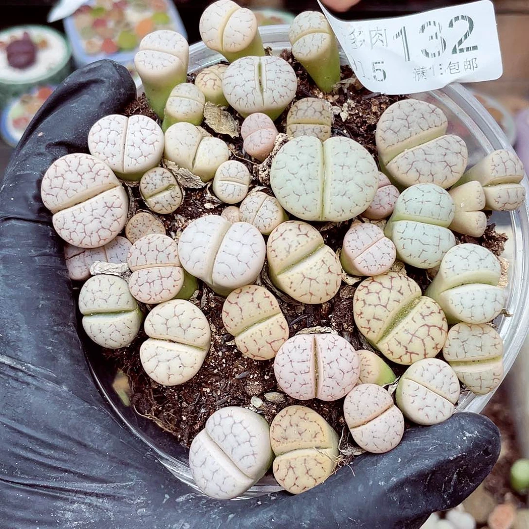 生石花18包邮0915-132