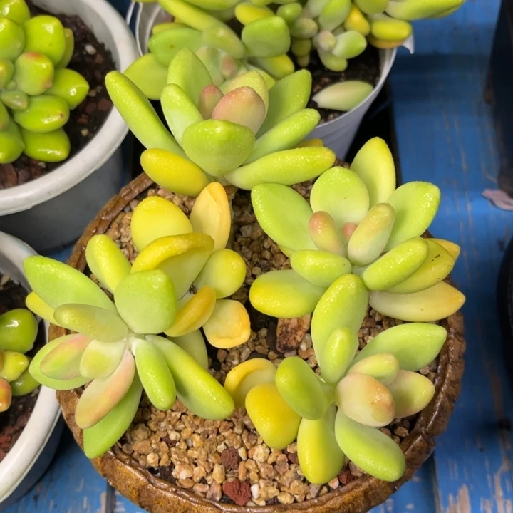 Kk美人多肉一物一拍