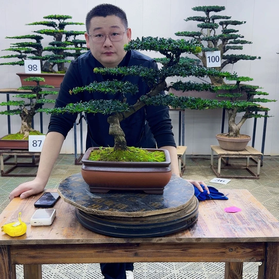 无花朵珍珠罗汉松造型盆景