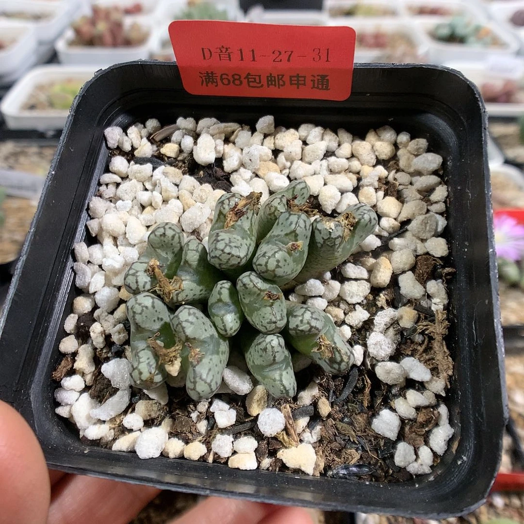 11-27-31     大春传