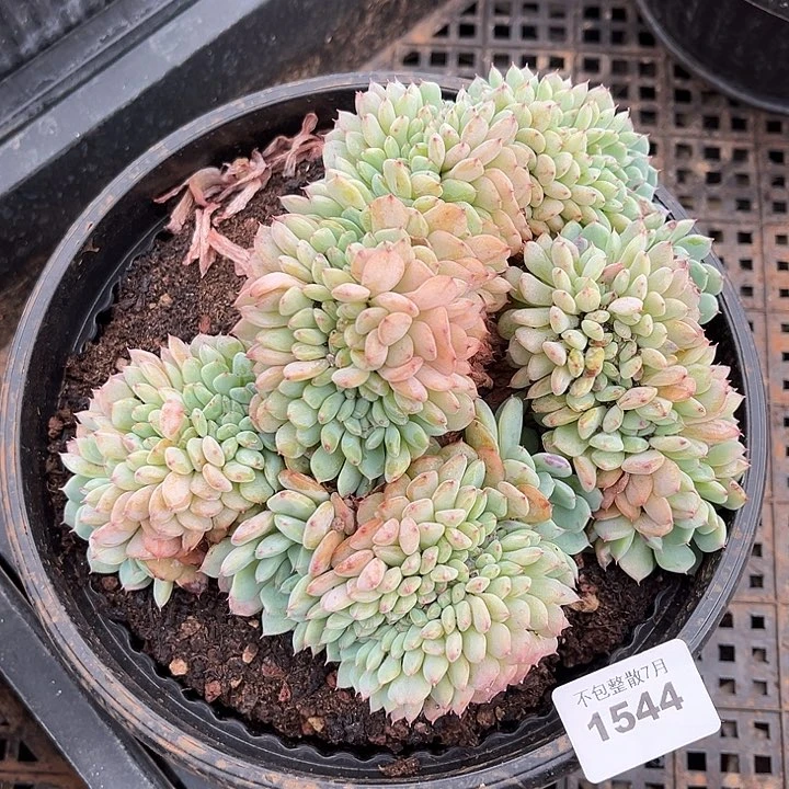 阿雅园艺。    1544白胖子缀