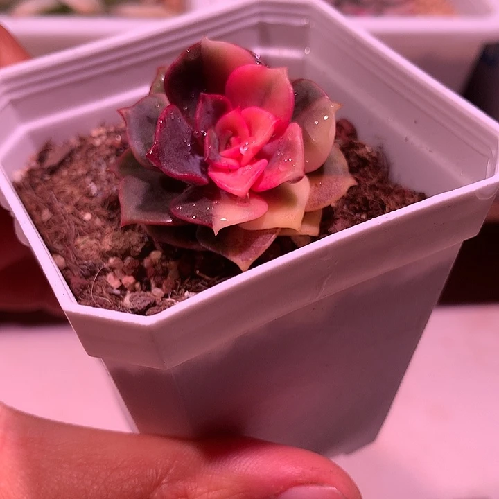 大红袍锦锦锦锦锦锦锦锦