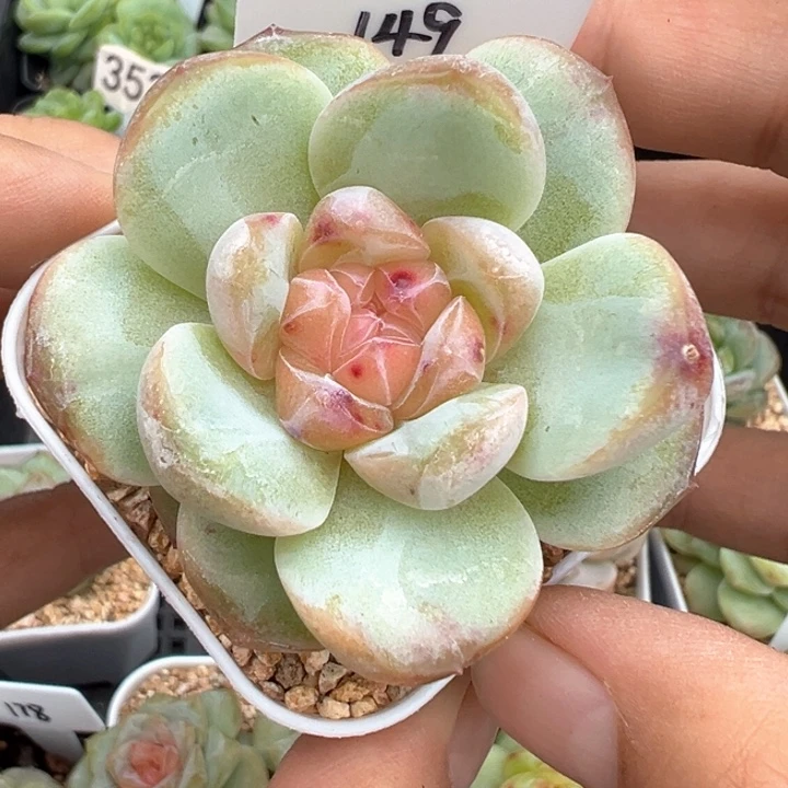 149号风花雪月系列