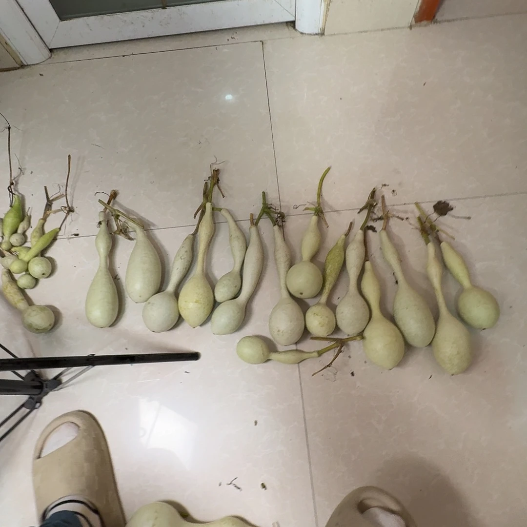 猪***嗨葫芦葫芦真的超级可爱