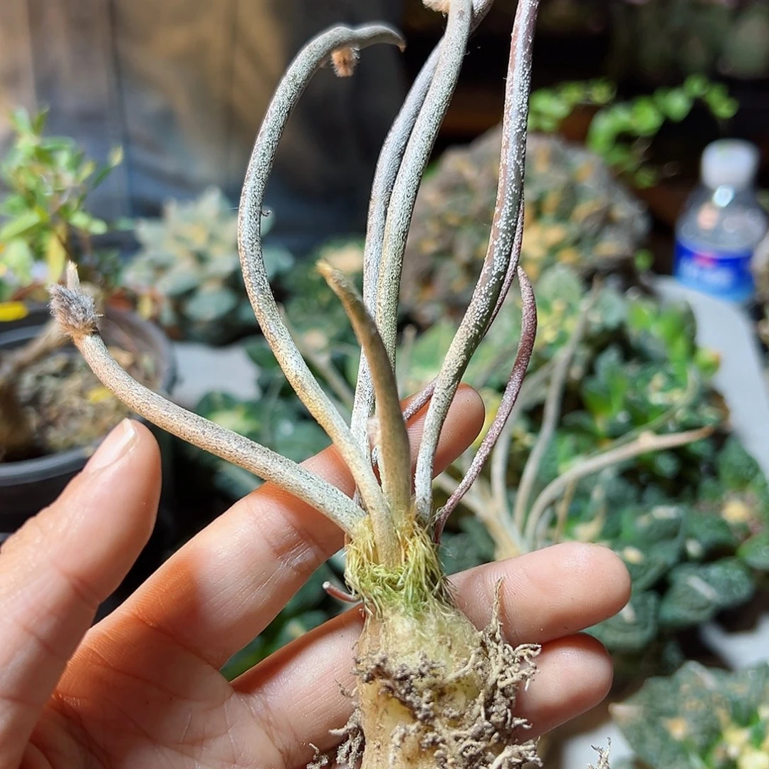 实生美杜莎2公分肚子