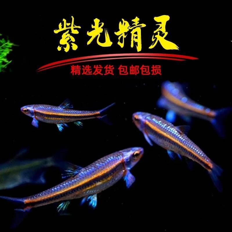 紫光精灵鱼淡水观赏鱼广温鱼多彩霓虹小型耐寒冷水原生鱼灯科鱼