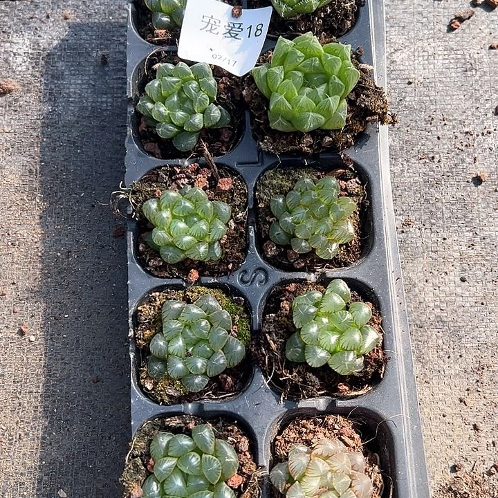 直播福利一物一拍18