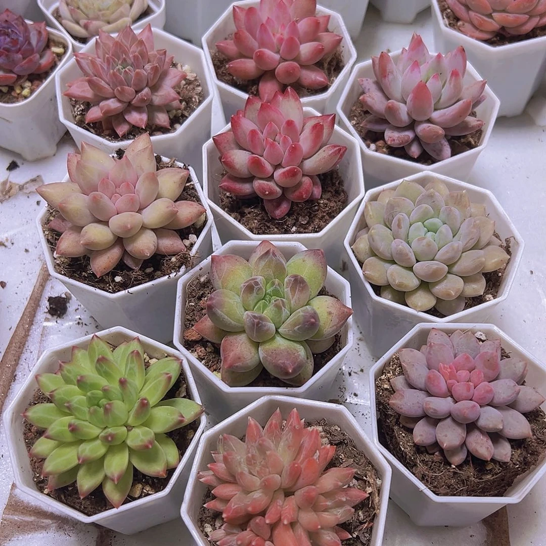 单头重楼组合10盆八角盆