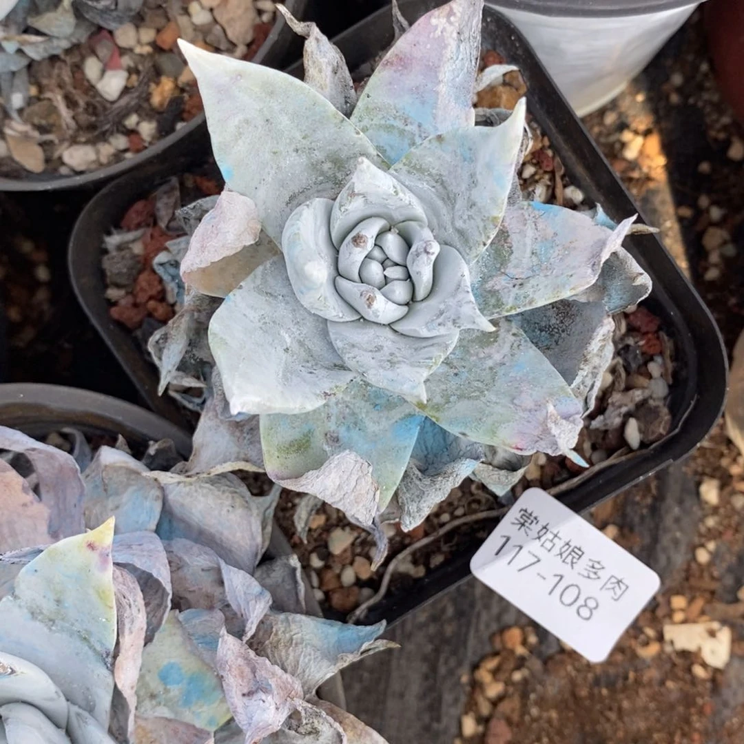 108号普西小可爱呀