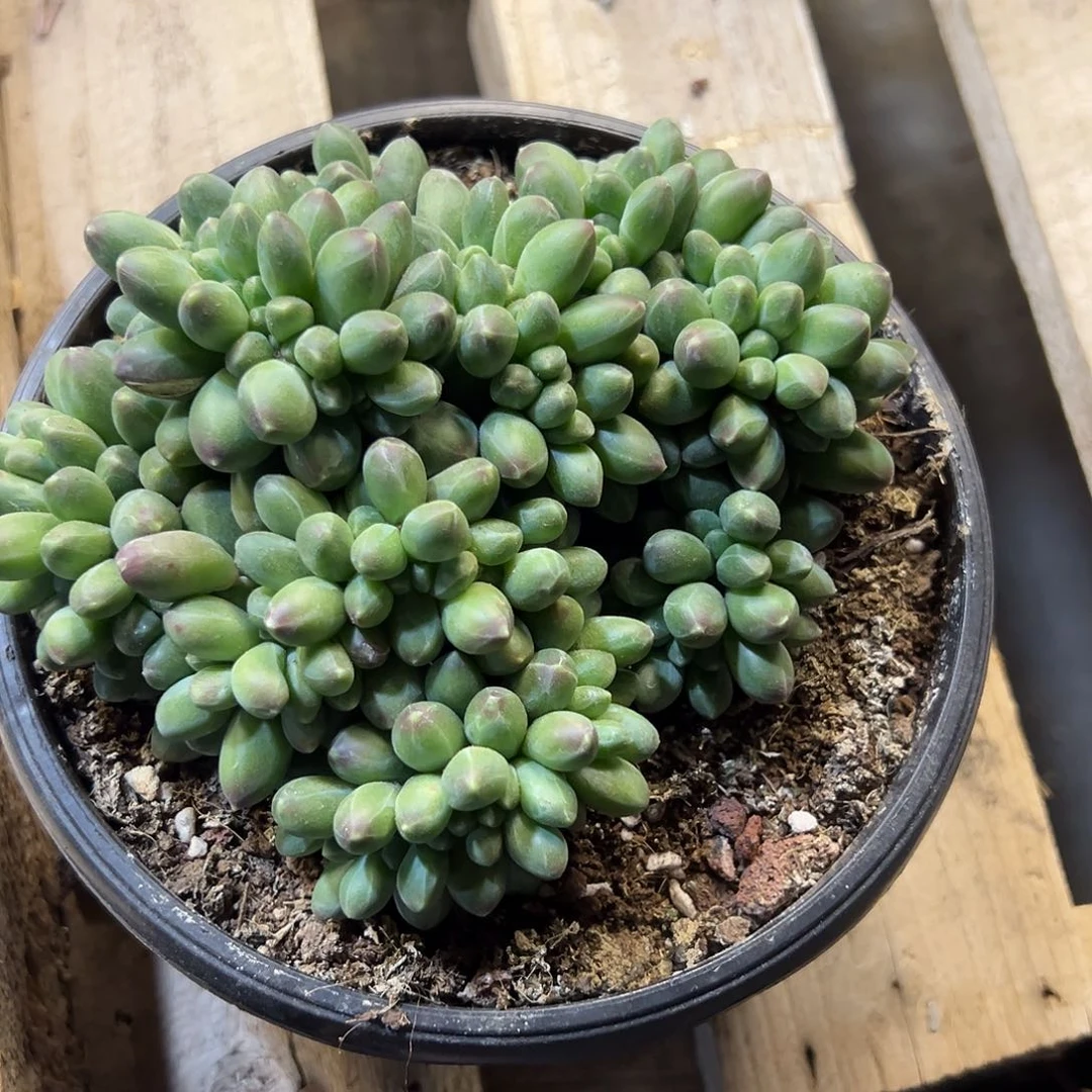 上***调千代田5324植物