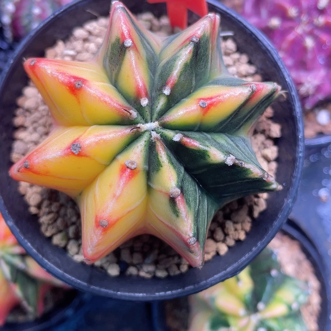 1-154肋骨锦6厘米