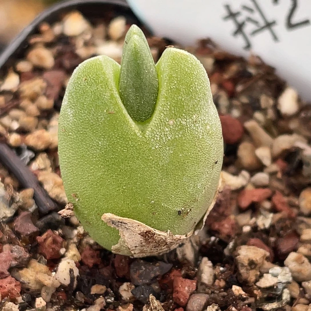 21-85哈默兔多肉植物