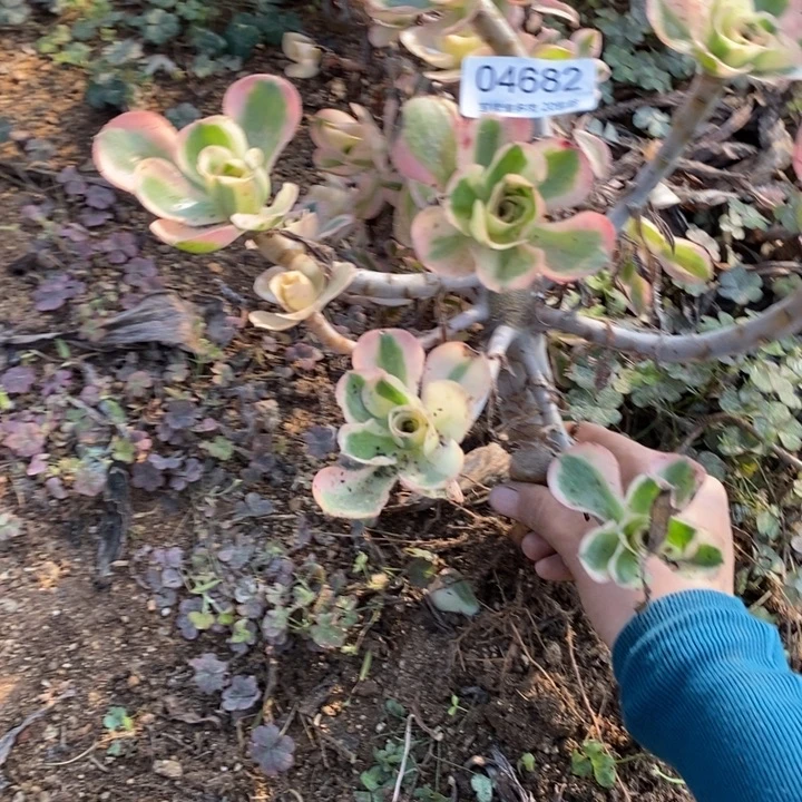 @***燕04682燕子紧多肉植物大时