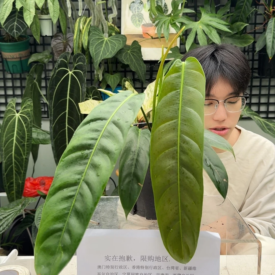完全开放I121PP蔓绿绒