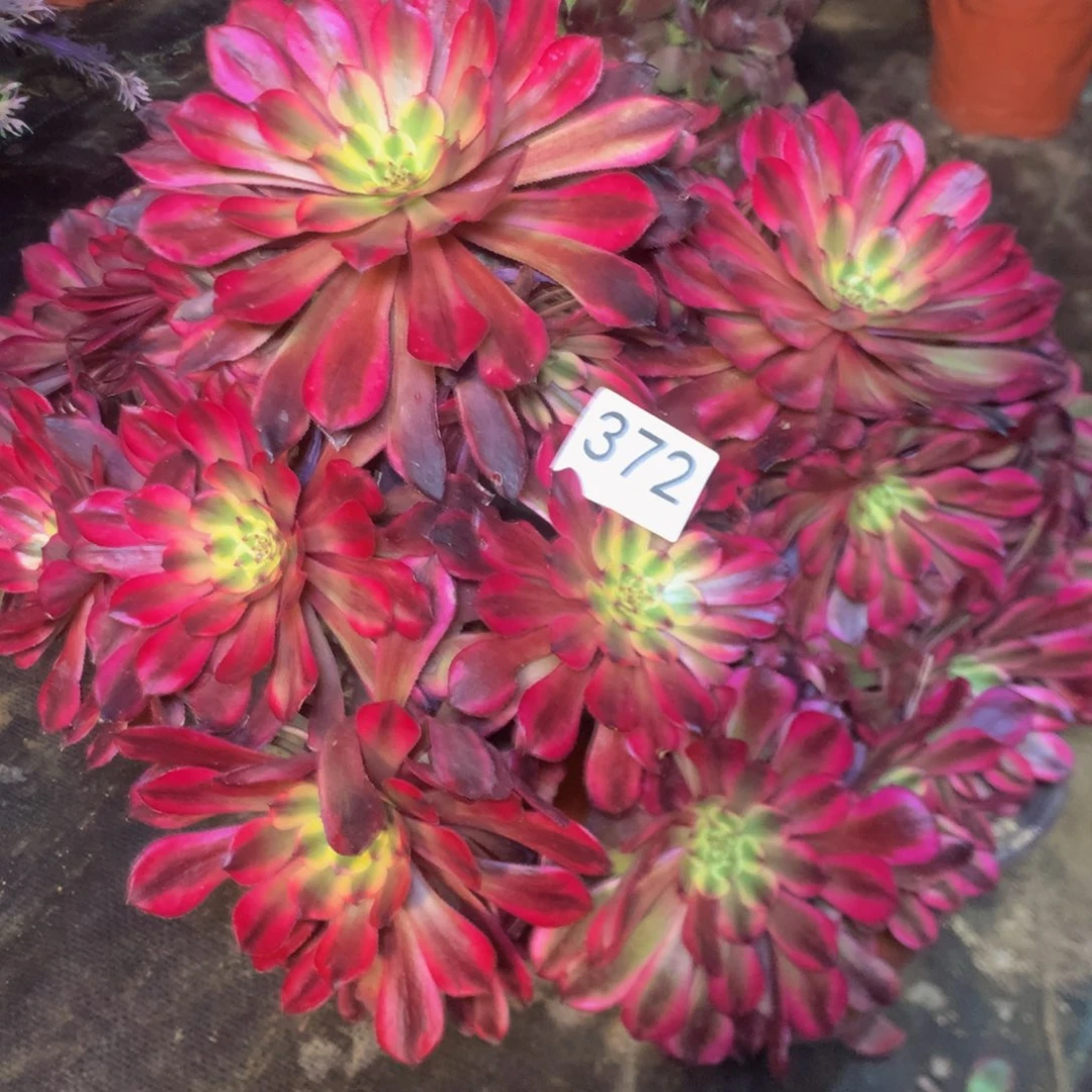 372拼盆月婵多肉植物