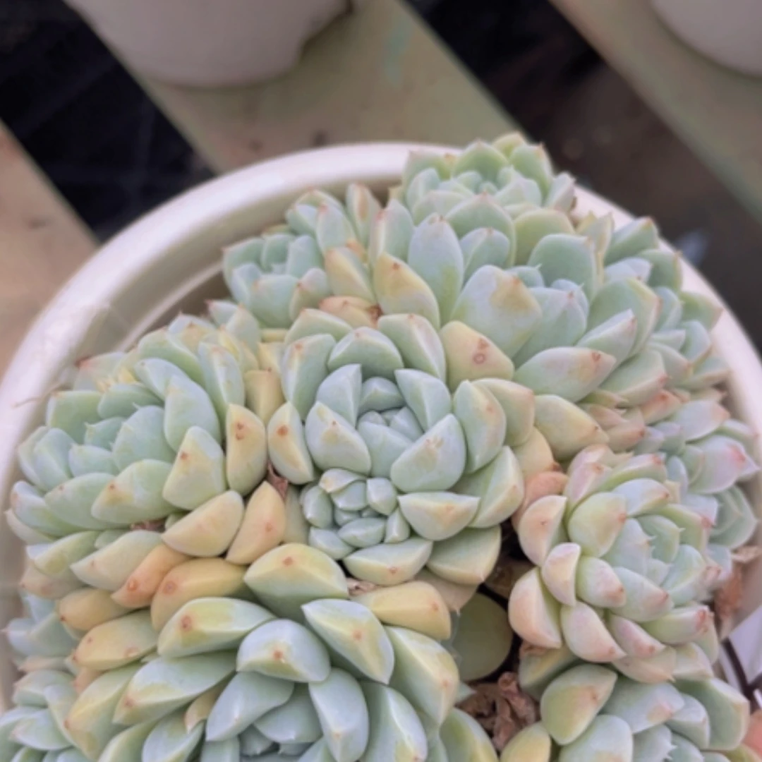 【闪购商品】奶油美人1590