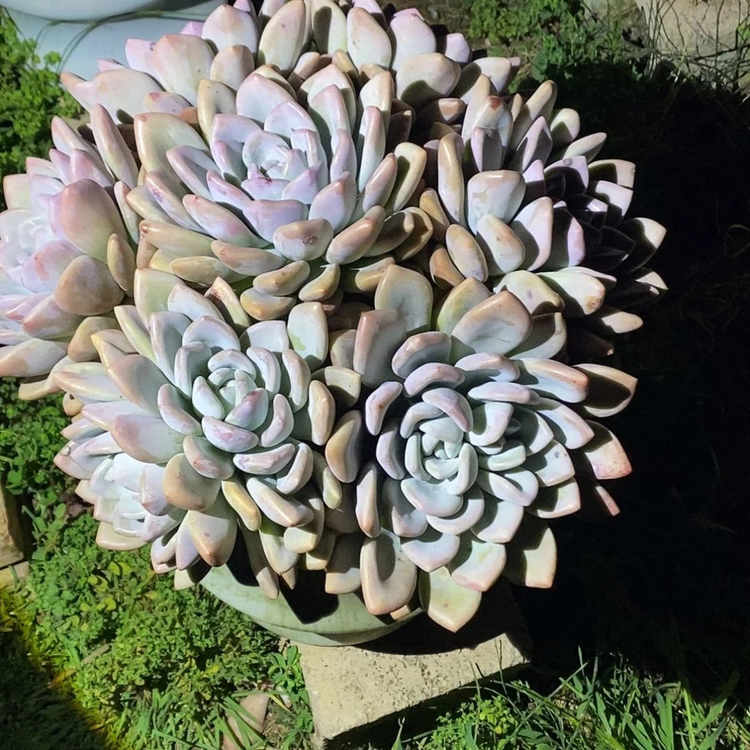 小***儿奥普琳娜多肉植物物流自理