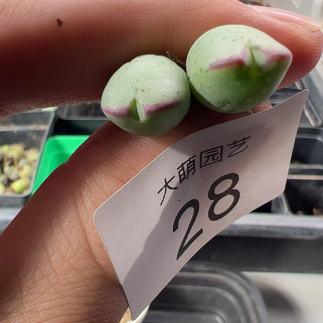 一物一拍正版1414.71皮卡丘28