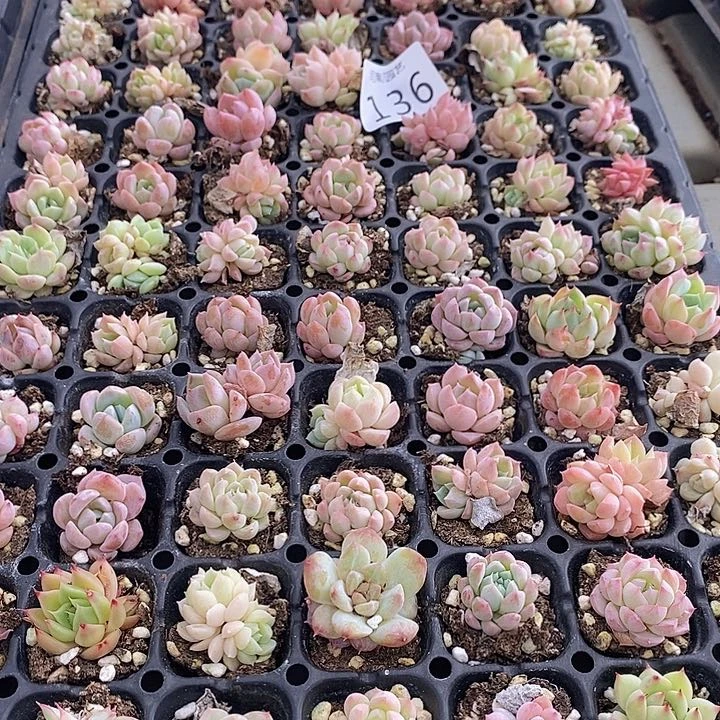 136 多肉植物盆栽花卉植物
