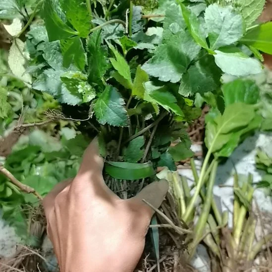 不开花植物不开花植物