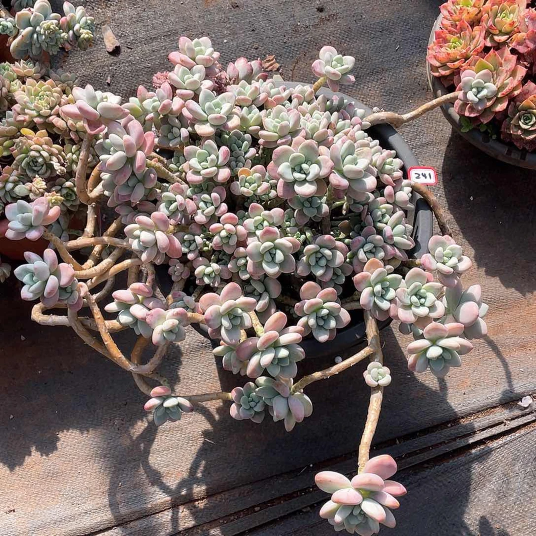 241洛神 一物一拍多肉