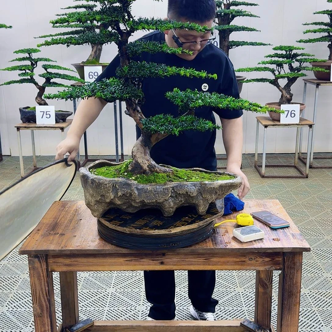 无花朵珍珠罗汉松造型盆景