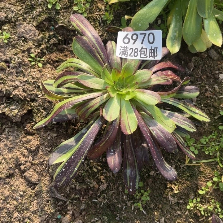 F. 6970水墨丹青多肉