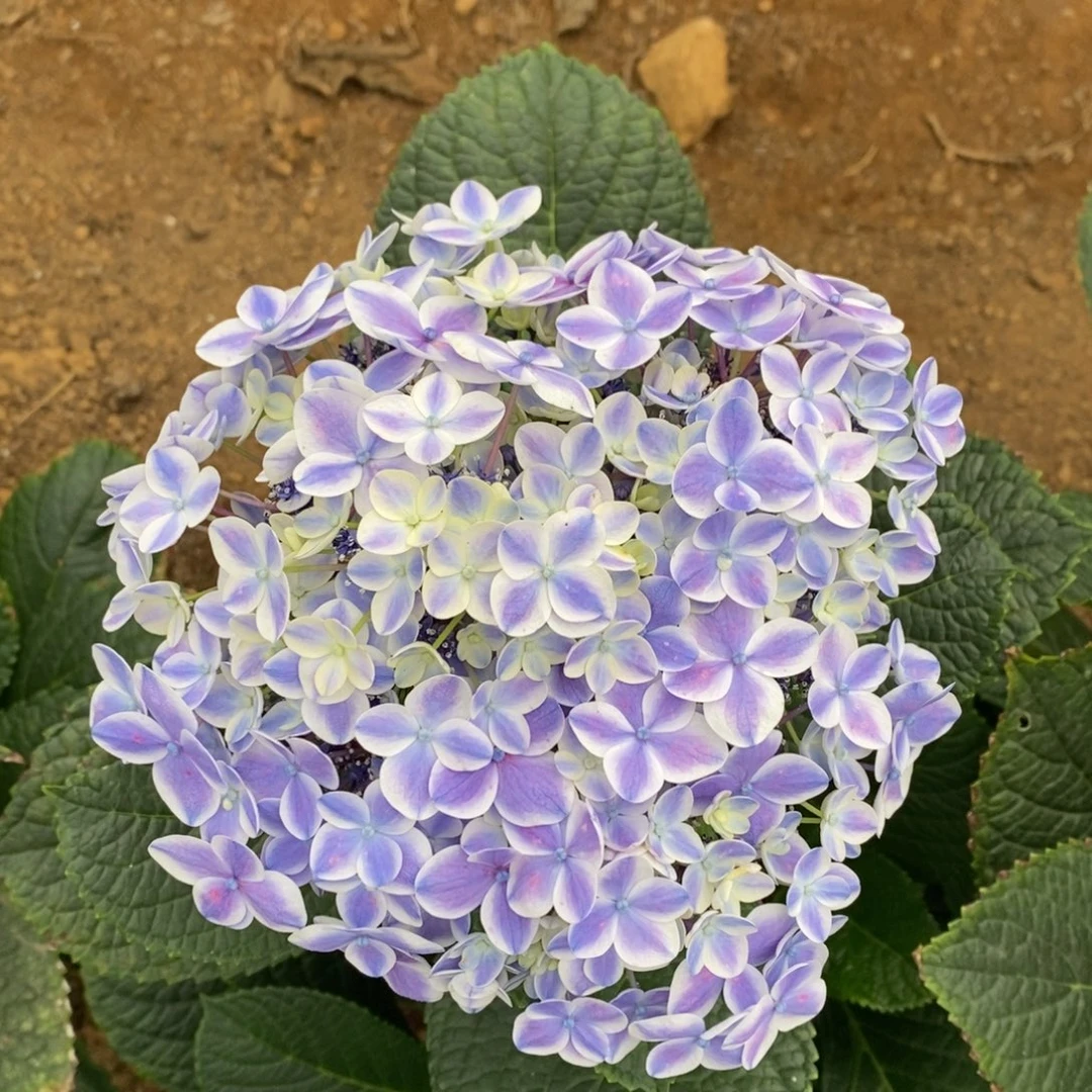 101号绣球/有色差介意勿拍/3单包邮/偏远补运费发德邦