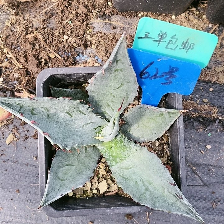 【闪购商品】无花朵龙舌兰虚空杂交