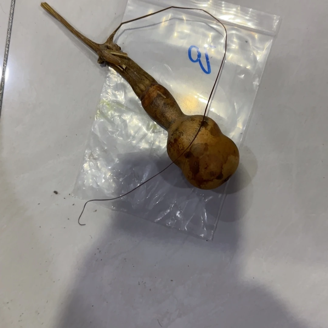 开***芦青皮不包成青皮不包成