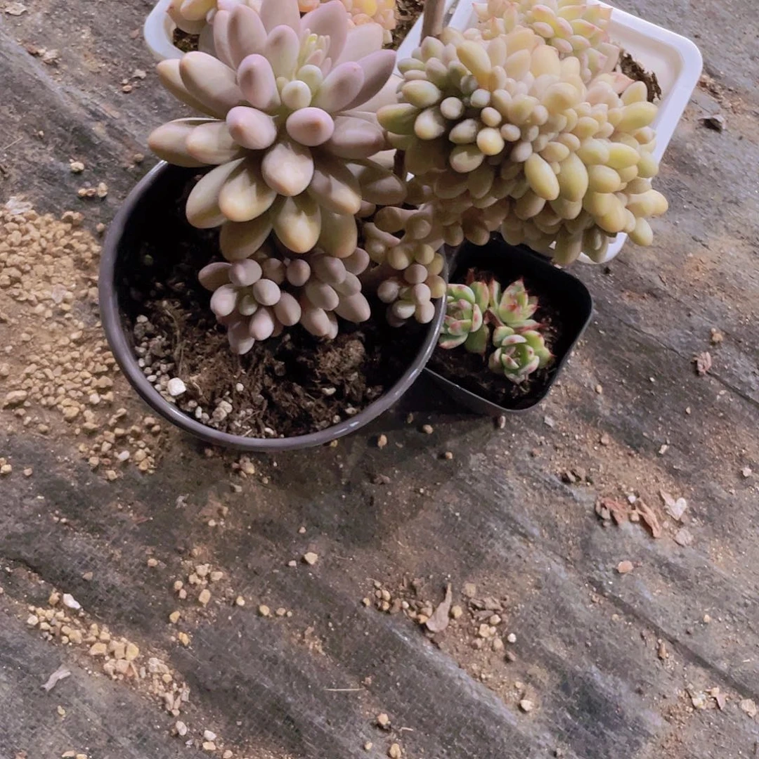 ?****?丽姐姐姐一物一拍