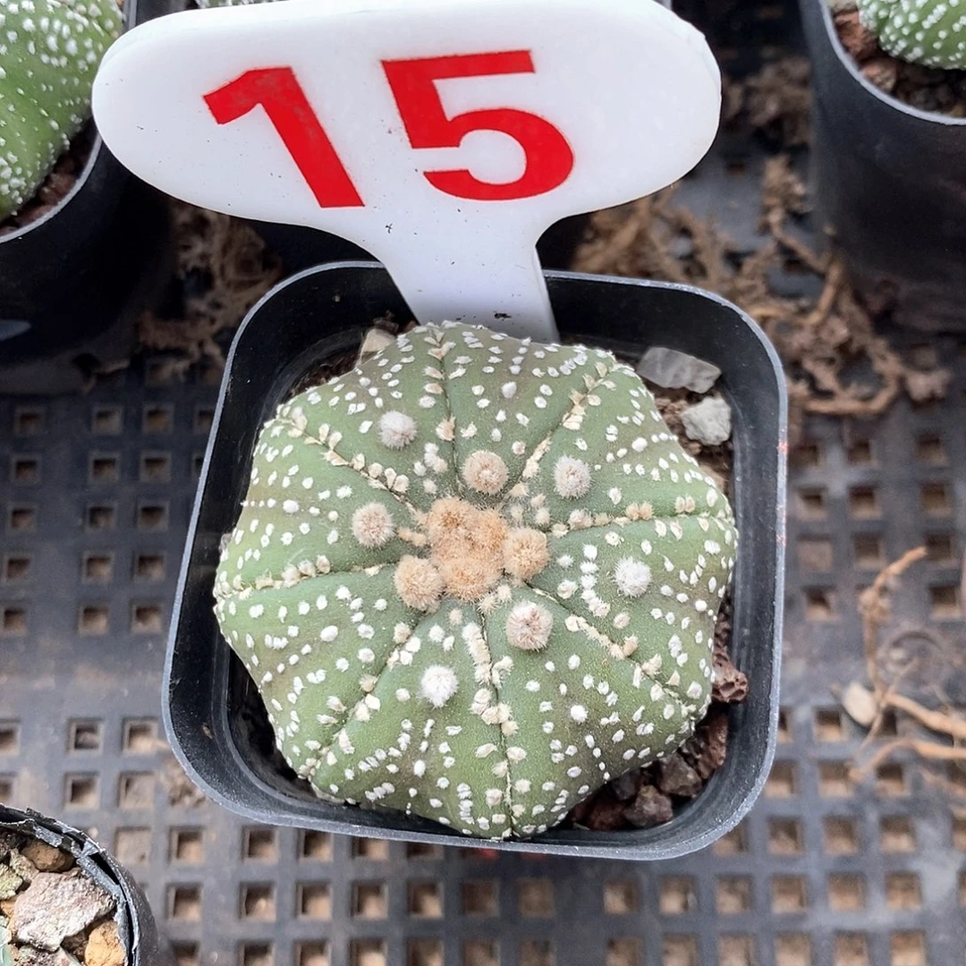 15泰奇系列产品福啊福啊