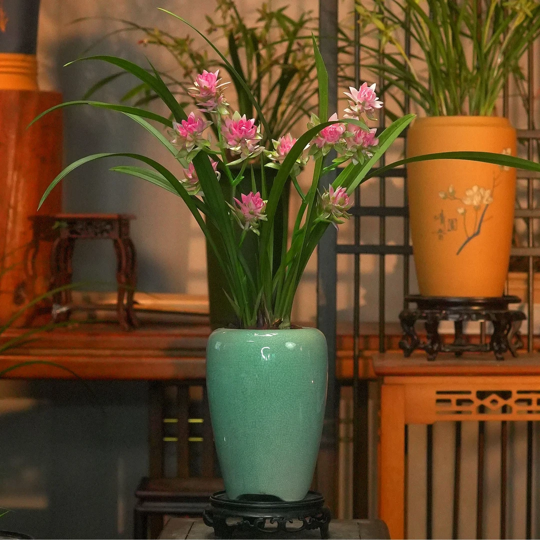 建兰铭品【天山牡丹】陶瓷盆 幽香兰花 室内好养易活