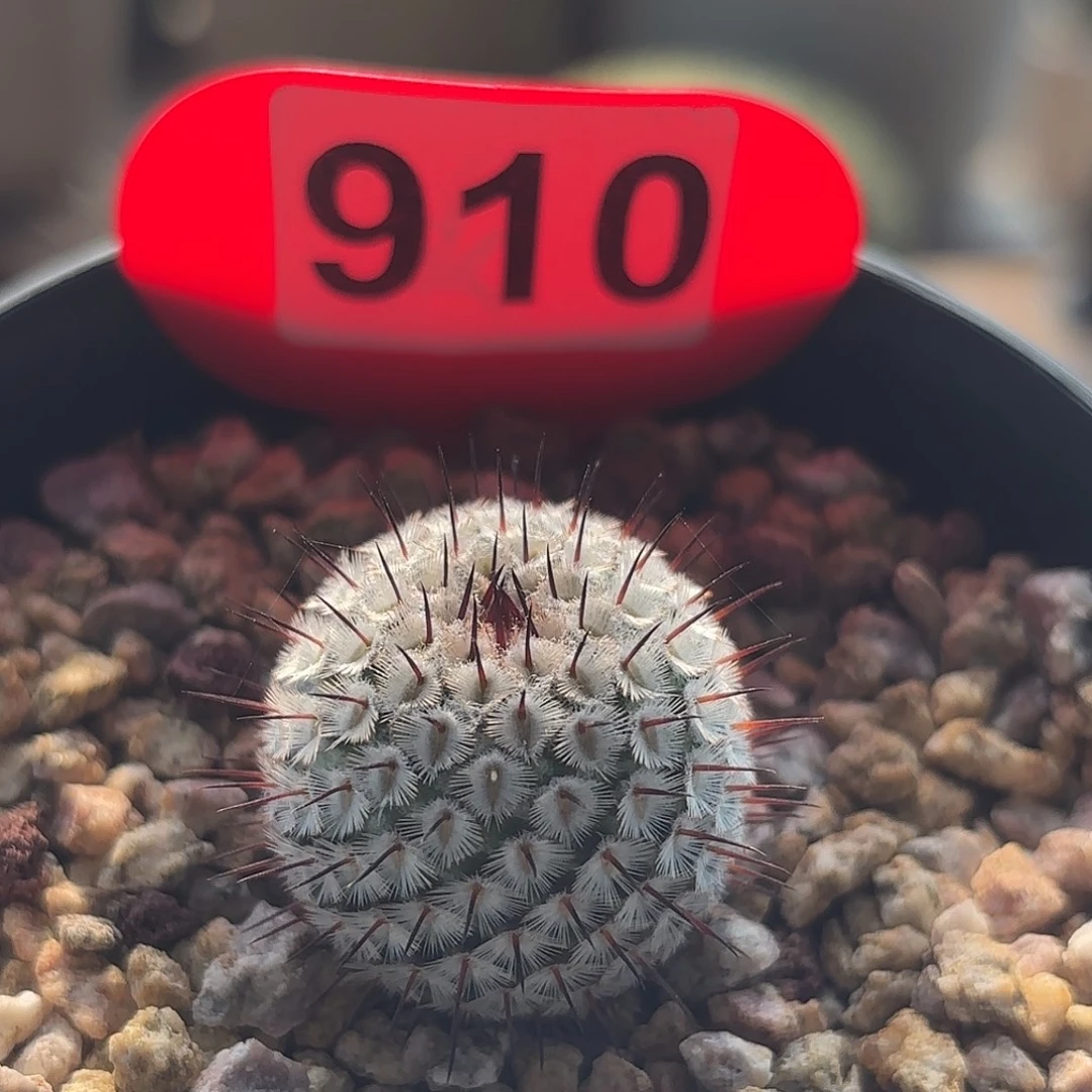 仙人球实生直刺佩雷