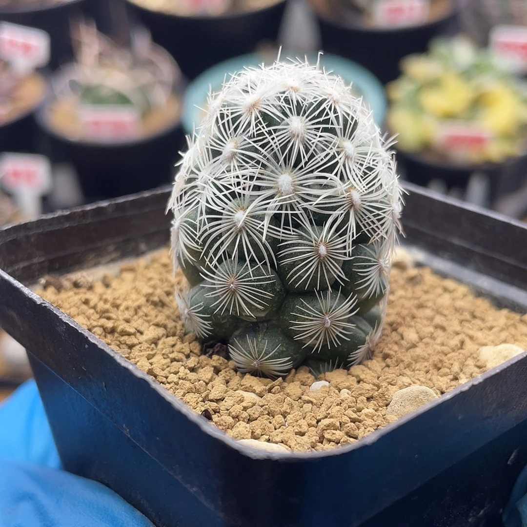 都锦圆锥玉属仙人球