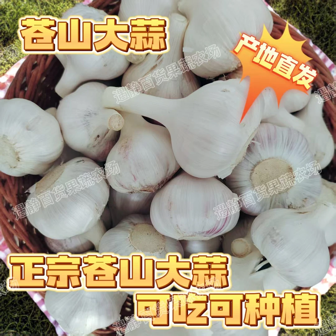 【净重发货】25年当季新鲜苍山白皮大蒜老品种