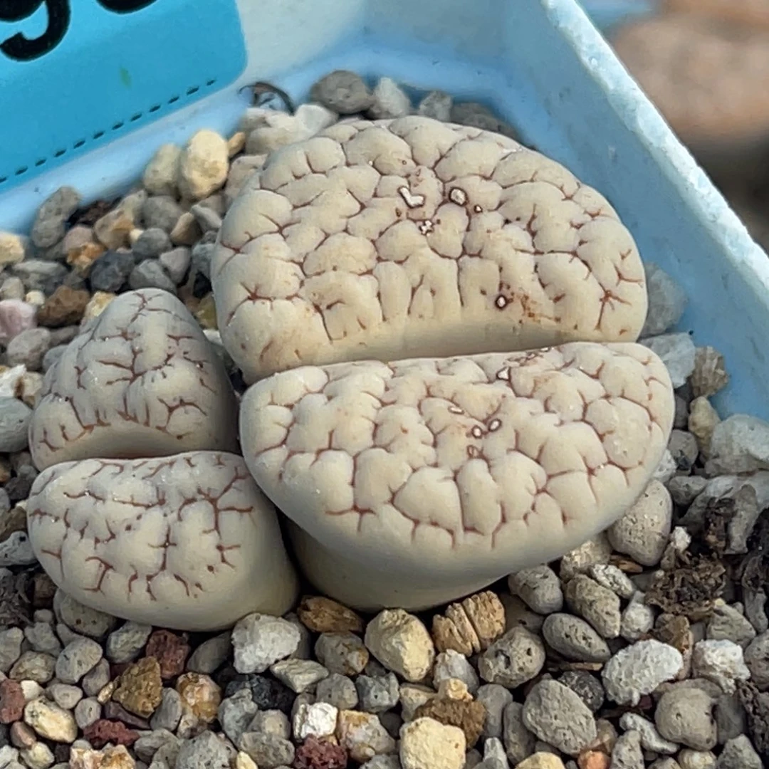 3695双头蜜纹189一颗