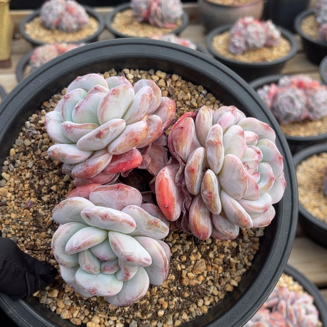 一物一拍不支持退换