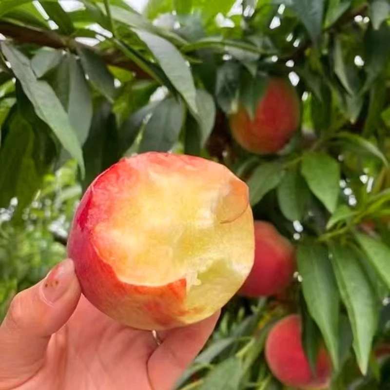 岗山白水蜜桃桃子毛桃新鲜桃子水果应季孕妇喜吃香甜多汁整箱包邮