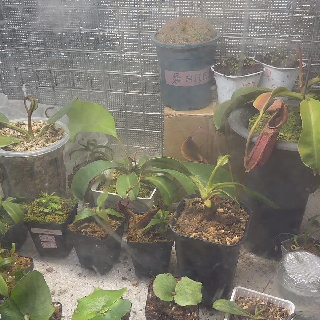 V***y无花朵专拍存米链接