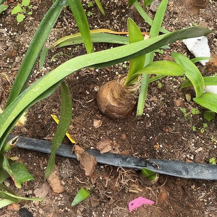 无花朵朱顶红盲盒7+3侧