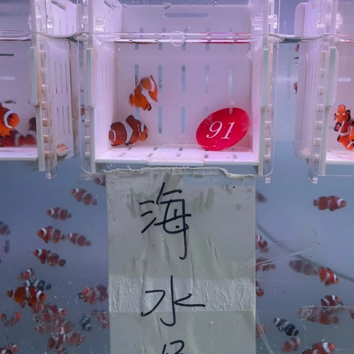 海水鱼精品公子一对4