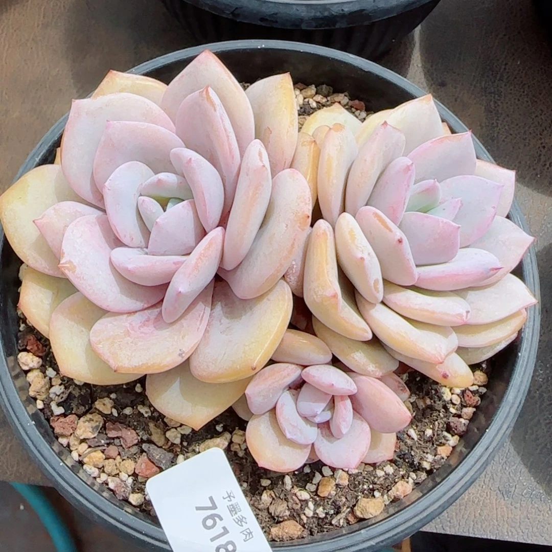 奶茶无砍，7618多肉植物