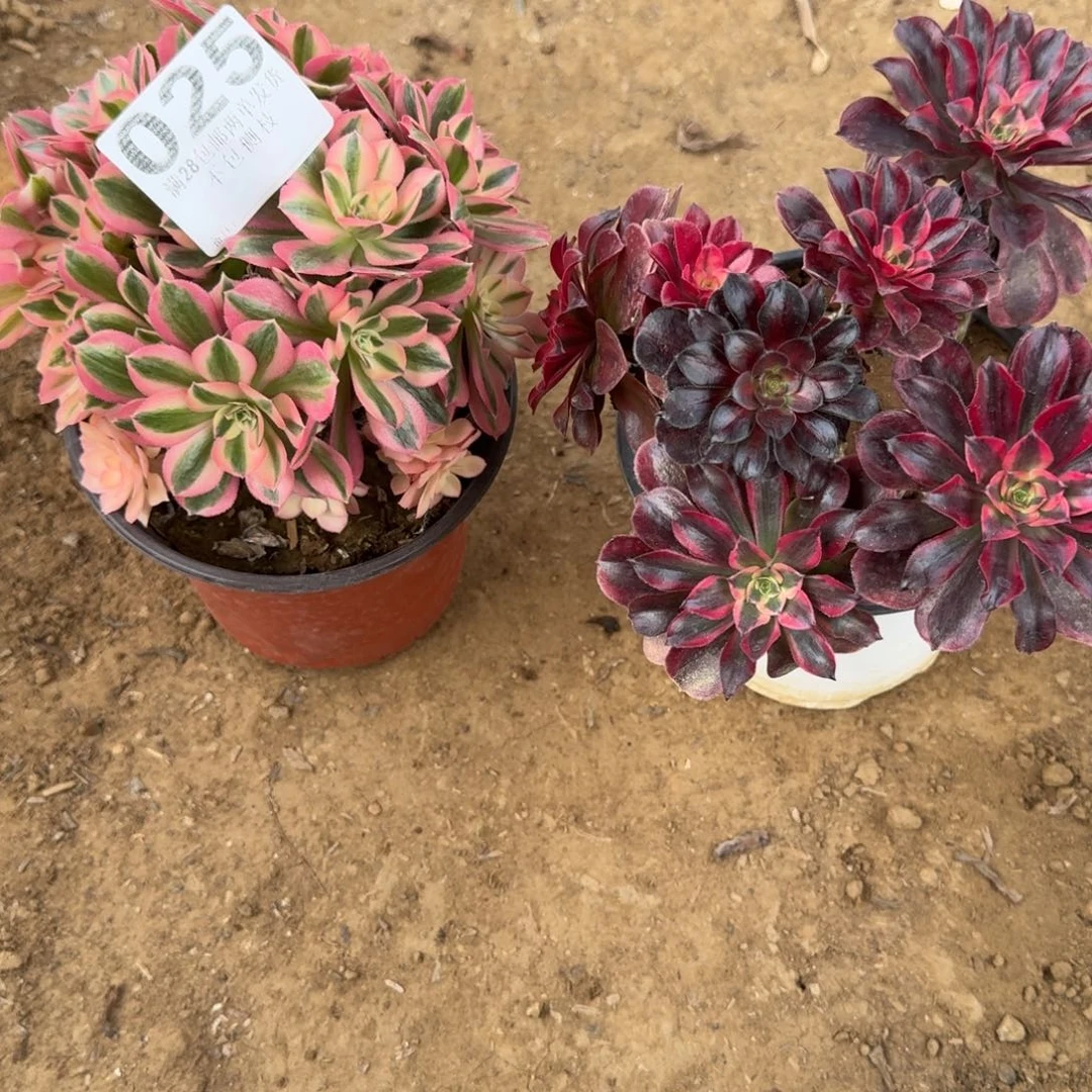 ?25号女郎母本 美杜清棚不包损