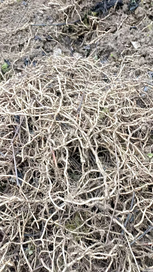 龙门山高山则耳根