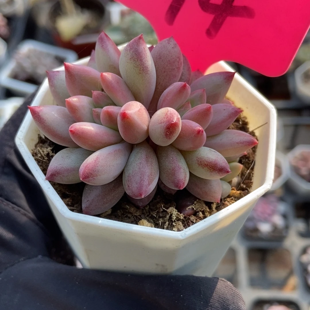 94虞美人多肉植物多肉