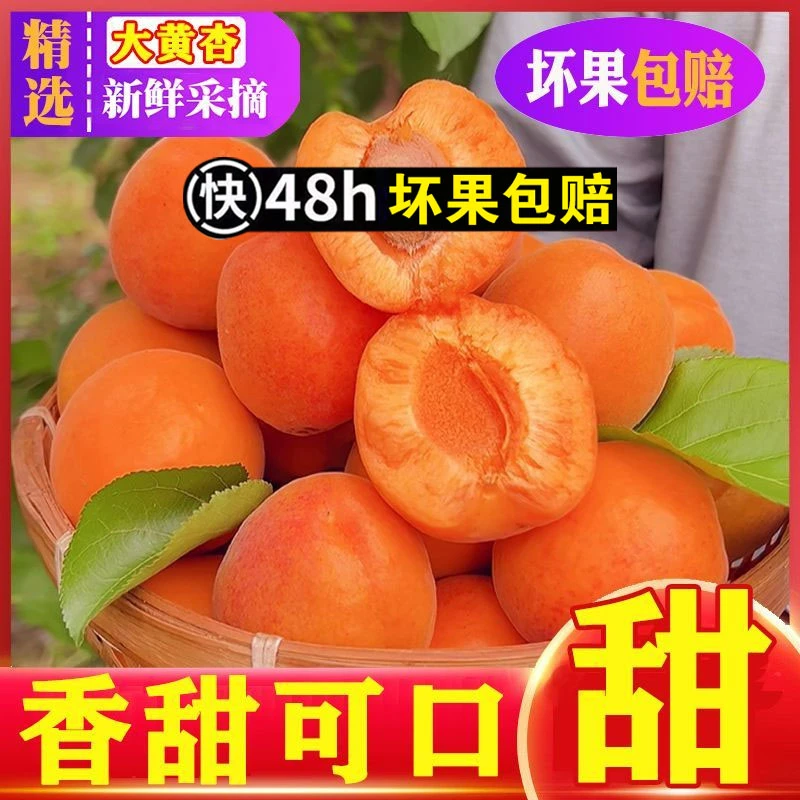 w山西大黄杏5斤装新鲜应季水果金太阳杏子酸甜可口肉厚多汁