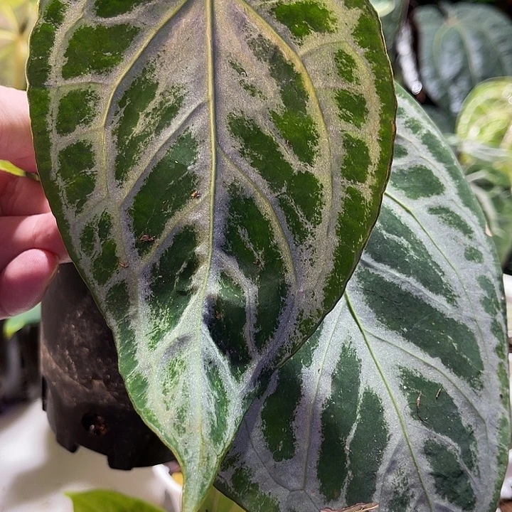 完全开放印尼进口银王